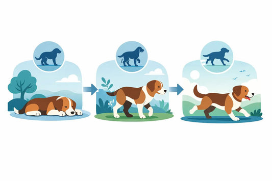 Exemple progression mobilité chien 3 semaines - Bounty Premium – Compléments pour chiens