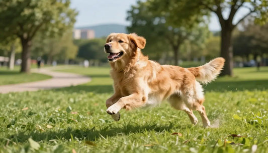 Mobility+ : Complément alimentaire articulations chien - Bounty Premium – Compléments pour chiens