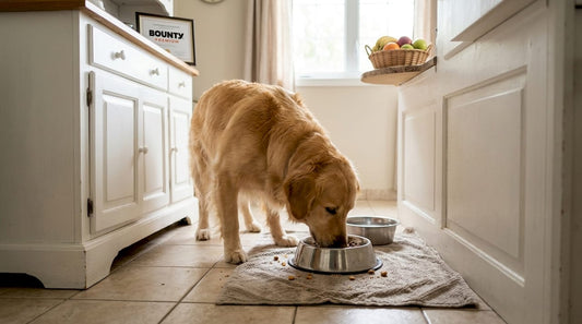 Pourquoi la nutrition canine est essentielle pour votre chien - Bounty Premium – Compléments pour chiens