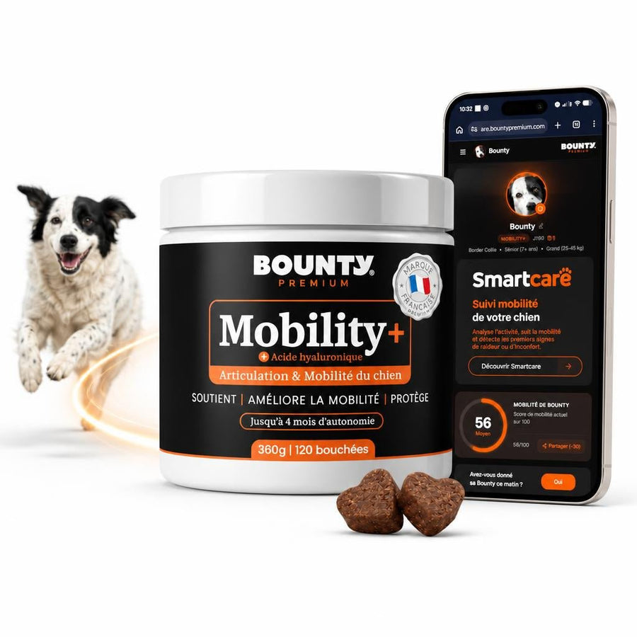 Aidez votre chien à rester actif, à tout âge.
